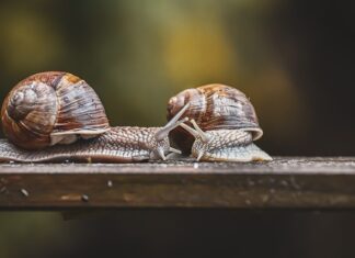 Za co odpowiada czujnik temperatury oleju?