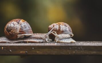 Jak podłączyć czujniki parkowania?